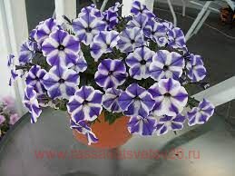 Петуния Viva Blue Stardust 179