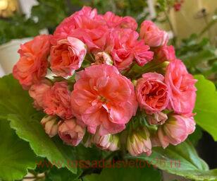 ПЕЛАРГОНИЯ Ю-ПОЛОНЕЗ м