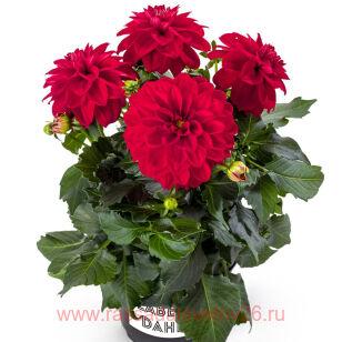 Георгин Labella® Medio RED 6