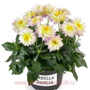 Георгин Labella® Maggiore Fun PASTEL 7