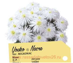 Хризантема спайдер Youko nacre 17г