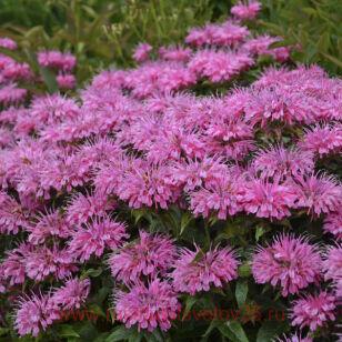 ������� SUGAR BUZZ� Bubblegum Blast 1