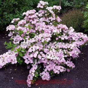 Гортензия ампельная French Bolero Pink 134