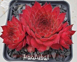 �������� Hordubal 62