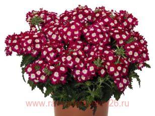 Вербена ампельная Empress® Flair Cherry Charme