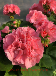 Пеларгония Calliope® L Soft Coral 181