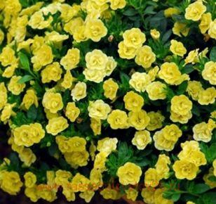 Калибрахоа Aloha Double Citric 1