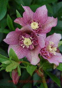 Морозник Helleborus Tutu 18
