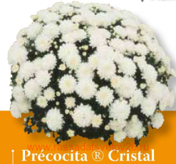 ���������� Precocita Cristal 19