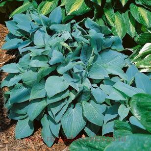Хоста Fragrant Blue 10