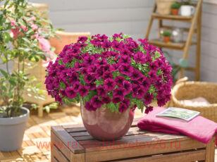 Петуния GO!Tunia® Burgundy