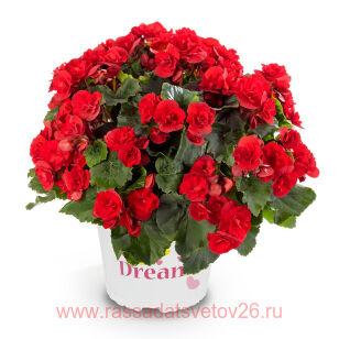 Бегония SOLENIA Scarlet 69