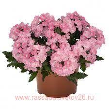 Вербена Lindolena Pink 18