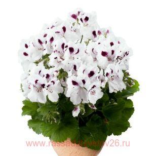 Королевская пеларгония Aristo White with eye 168