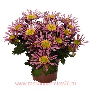 Хризантема крупноцветковая Splash Intense® 56г