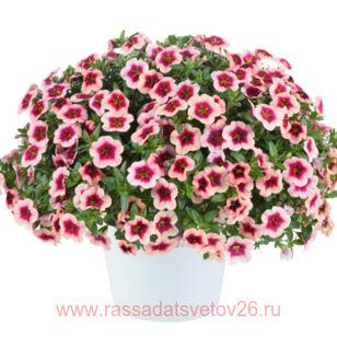 ���������� Eyeconic	STRAWBERRY 31