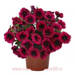 ПЕТУНИЯ SWEETUNIA BLACKBERRY GEM 81