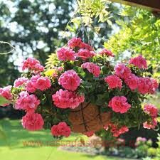 Пеларгония плющелистная Great Balls Pink 192