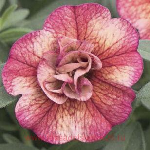 ���������� CALITA DOUBLE RED VEIN 22