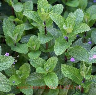 МЯТА КЛУБНИЧНАЯ "STRAWBERRY" 2