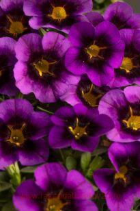���������� Eyecatcher Purple 25