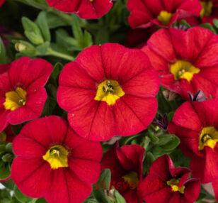 ���������� LIA CHILI PEPPER 20