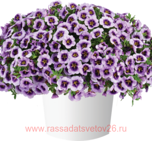 ���������� LIA SPARK LAVENDER 19