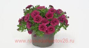 ���������� MINIFAMOUS ORO DOUBLE MAGENTA 36