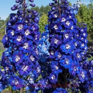 ���������� Magic Fountain Dark Blue White Bee 8