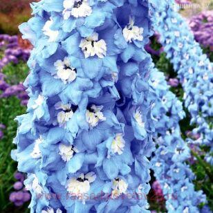 ���������� ������� Magic Fountains Sky Blue White Bee 7