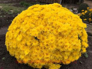 Хризантема мультифлора Cruise Yellow (DB Dark Yellow) 2