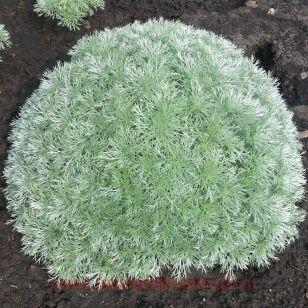 Полынь Шмидта Nana 9