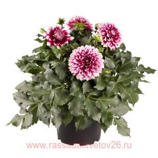Георгин DALAYA MAXI CANCUN 8