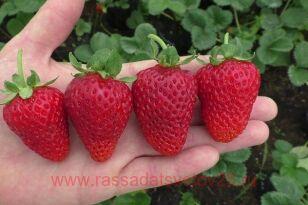 Клубника Альба многорожковая 19