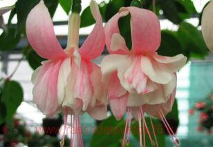  Gartenbauverein Eupen 55