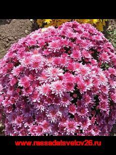 ���������� Homerun Pink 105