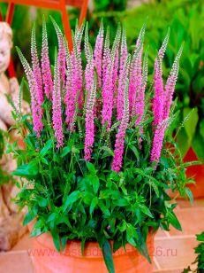 Вероника колосистая Anniversary New Rose 19