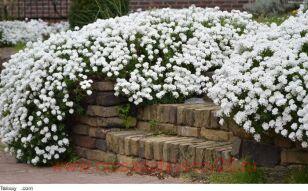 Иберис вечнозеленый Whiteout 4