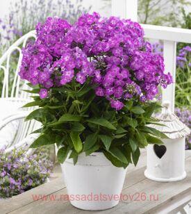 Флокс метельчатый famous purple 81