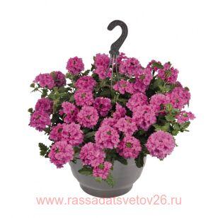 Вербена ампельная Empress Sun Pink 29