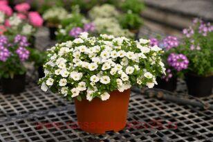  Colibri Pure White 74