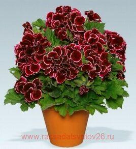 Королевская пеларгония Aristo Red Beauty 86