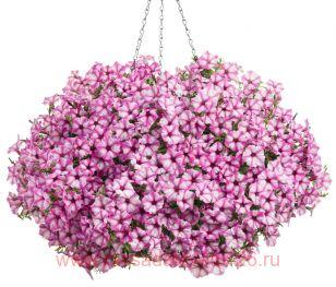 Петуния Mini Vista Pink Star 105