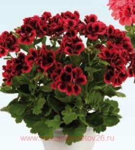 Королевская пеларгония Clarion Dark Red 121