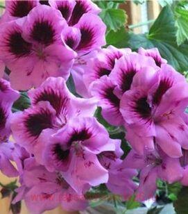 Королевская пеларгония Aristo Lavender 174