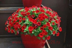 Петуния Little Bright Red 71-1