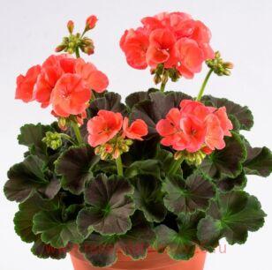 Пеларгония пестролистная chocolate Apricot 8