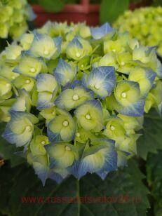 Гортензия крупнолистная Fabolo Blue 20