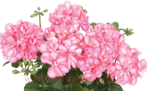 Пеларгония плющелистная Great Balls of Fire™ Salmon Bicolor 20