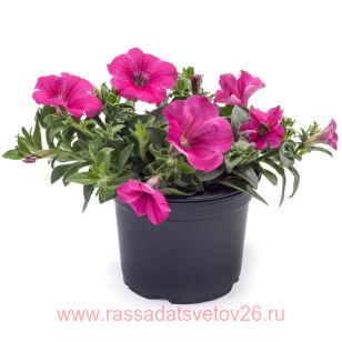 Петуния TEA Pink 29